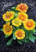 Gaillardia aristata mesa 'Mesa Peach'